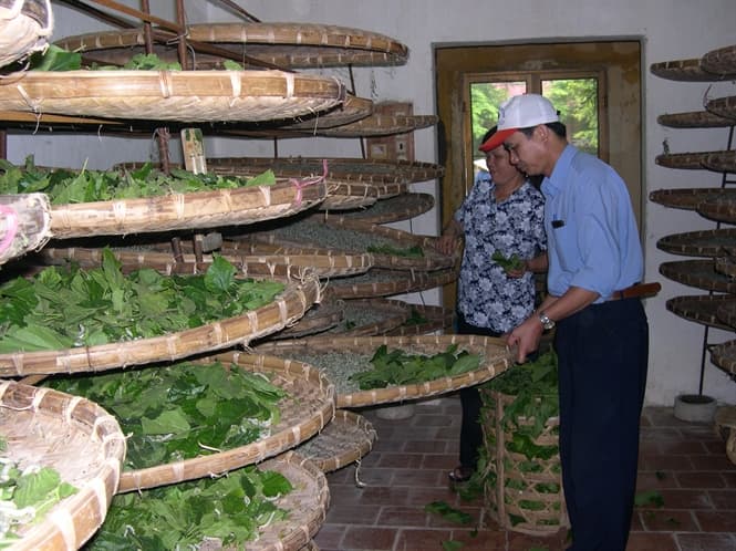 Làng nghề trồng dâu nuôi tằm ở Bắc Giang
